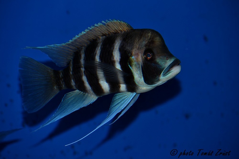 Cyphotilapia frontosa 'Kigoma'